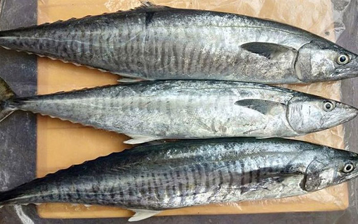 Các loại cá chứa nhiều thủy ngân sẽ gây hại cho trí não của trẻ