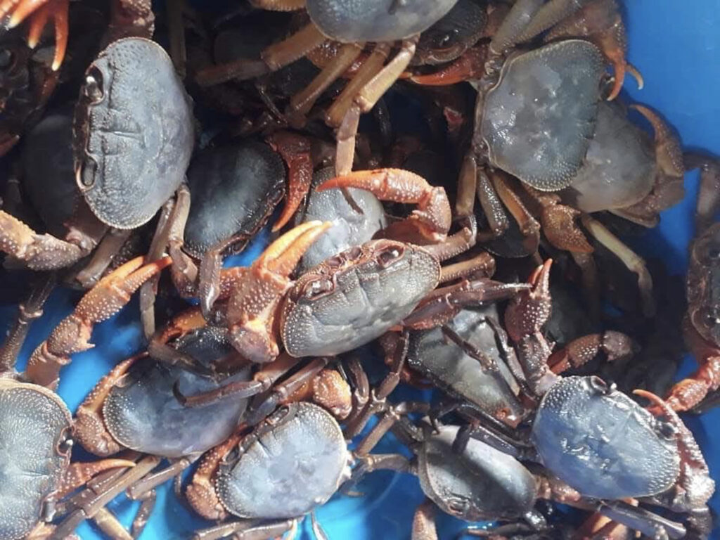 Sau sinh ăn cua được không?